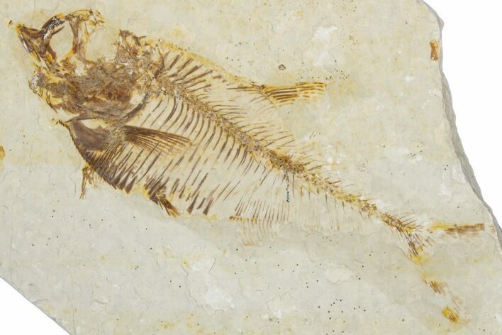 Bargain, Fossil Fish (Diplomystus) - Wyoming #354025